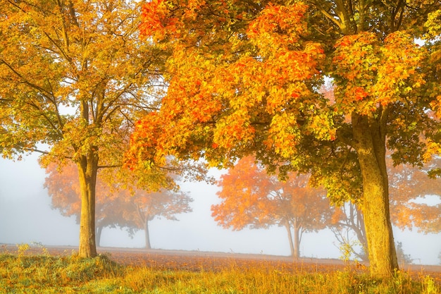 Bunte Herbstfarben auf den Bäumen im Wald Schöne Herbstnatur