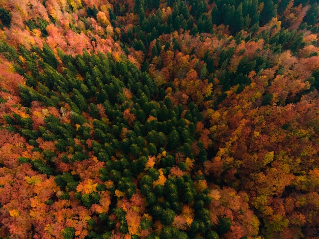 Bunte Herbstfarben in Waldform oben, aufgenommen mit einer Drohne.