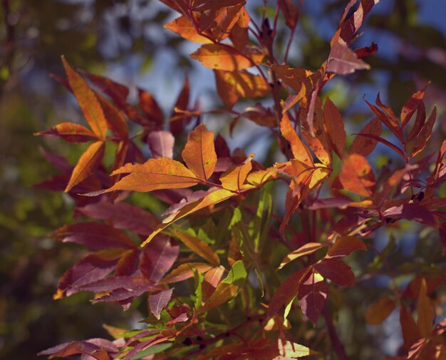 Bunte Herbstlandschaft helle Herbstblätter auf dem Baum gelb, rot und grün Hintergrundfarben selektiver Fokus Bokeh verschwommenen Hintergrund