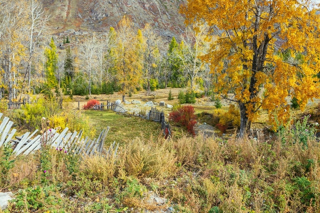 Bunte Herbstlandschaft mit Birke mit goldenem Laub im Berggarten unter goldenen Herbstblättern in der Nähe von Holzzaun bei Sonnenschein. Heller Blick auf Bäume und Pflanzen in gelb-roten Herbstfarben.