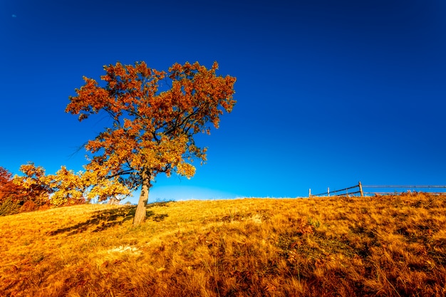 Bunte Herbstlandschaft