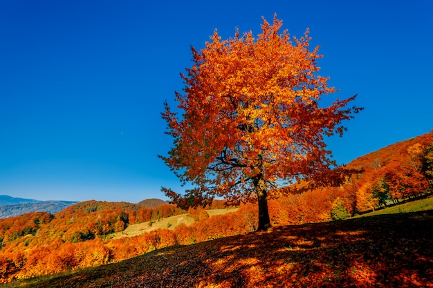 Bunte Herbstlandschaft