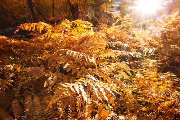 Bunte Herbstsaison in den Bergen