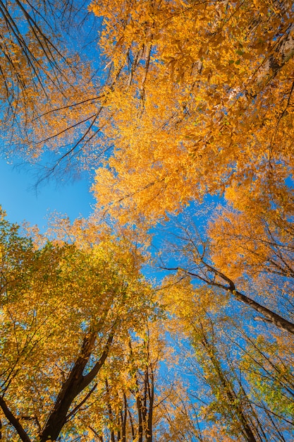 Bunte Herbsttreetops im Fallwald mit blauem Himmel