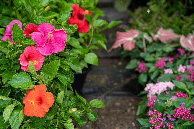 Bunte Hibiskusblüte im Blumentopf