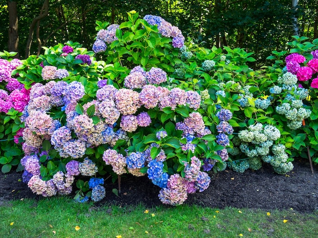 Bunte Hortensie fließt Hortensie in voller Blüte