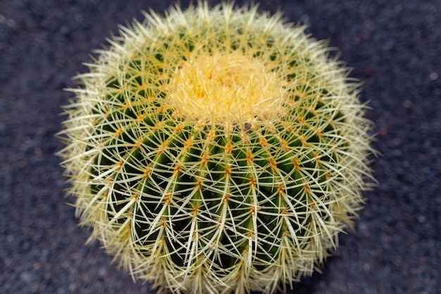 Bunte Kaktuspflanzensorten, die auf vulkanischem Lavasandboden im Kaktusgarten nahe Quatiza, Lanzarote, Kanarische Inseln, Spanien wachsen.