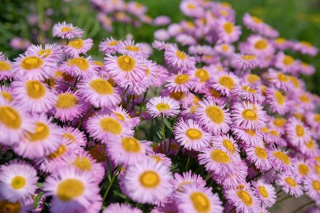 Bunte Kamille im Garten, Sommerhintergrund. Fotografie magische Blume auf unscharfem Hintergrund