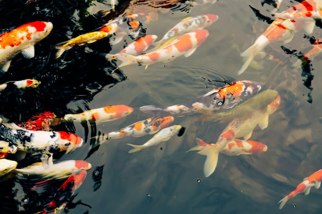 Bunte Karpfenfischschwimmen im Teich