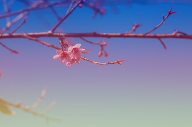 Bunte Kirschblüten auf einem hohen Berg.