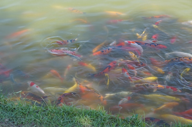 Bunte Koi-Fische im Parkteich