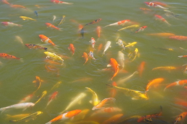 Bunte Koi-Fische im Parkteich