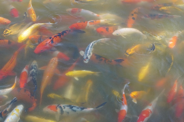 Bunte Koi-Fische im Parkteich