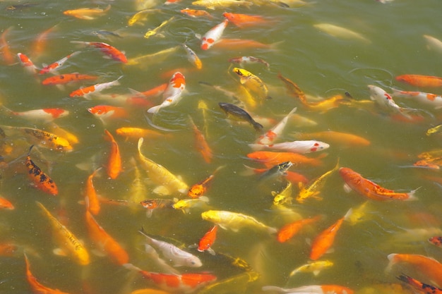 Bunte Koi-Fische im Parkteich