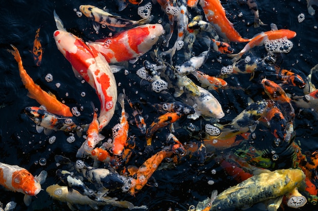 Bunte Koi-Fischschwimmen im Teich