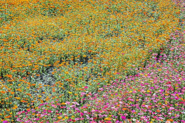 Bunte Kosmos-Blumenfarm im Freien