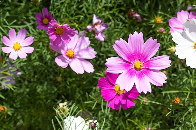 Bunte Kosmos sulphureus Cav-Blumen im Garten.