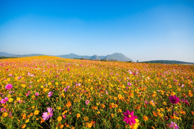 Bunte Kosmosblumen im Garten Singha Park Chiang Rai Thailand