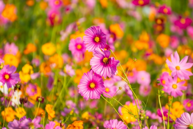 Bunte Kosmosblumen im Garten ..