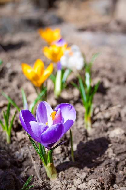 Bunte Krokusblüten am sonnigen Frühlingstag