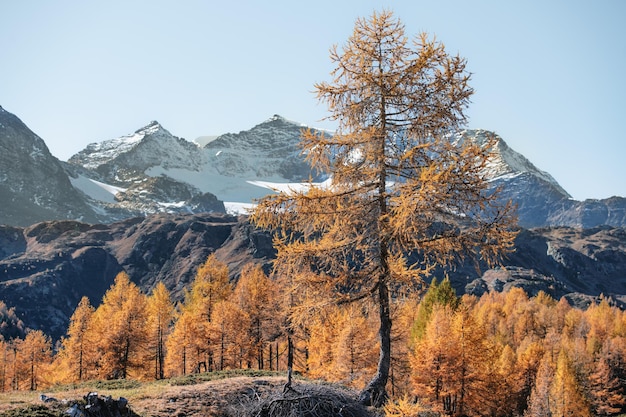 Bunte Lärchen im Herbst in den Schweizer Alpen