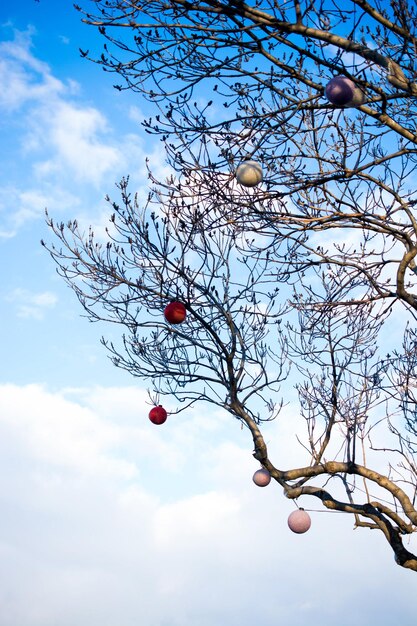 Foto bunte lampen am baum