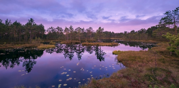 Bunte Landschaft mit Sumpf im Morgengrauen