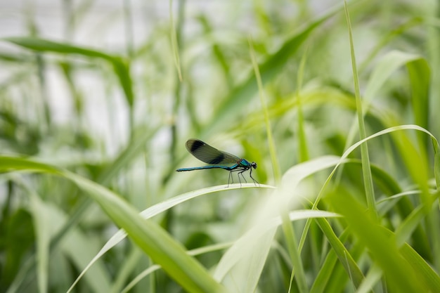 Bunte Libelle auf einer Pflanze