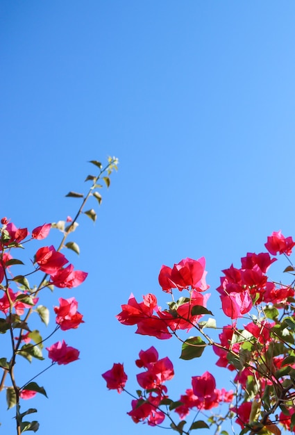 Bunte lila Begonville-Blüten vor blauem Himmel