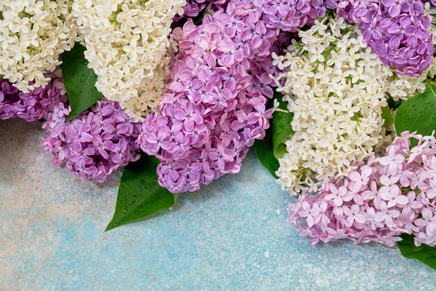 Foto bunte lila blumen begrenzen auf blauem pastell.