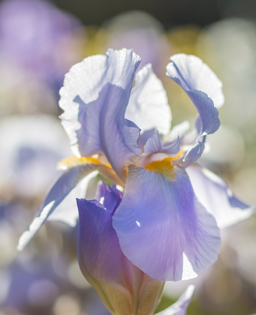 Bunte lila Iris