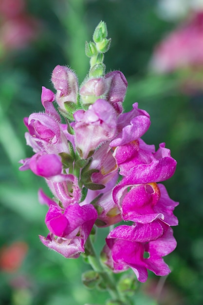 Bunte Löwenmaulblume, die im Garten blüht