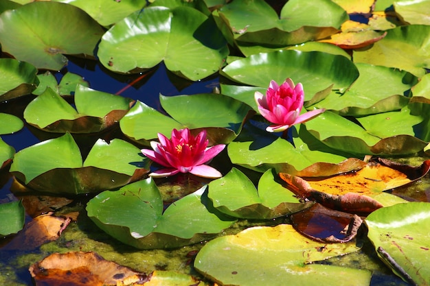 Bunte Lotusblume über dem SeeNelumbo ist eine Gattung von Wasserpflanzen mit großen, auffälligen Blüten