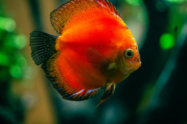 Bunte marlboro rote Diskusfische. Schwimmt zwischen den Algen