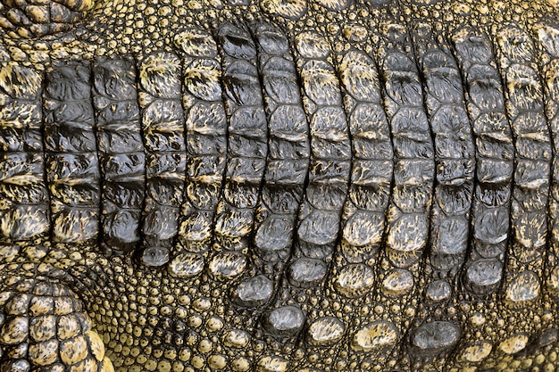 Bunte Muster und Krokodilleder für den Hintergrund.