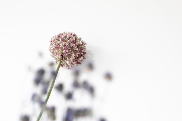 Bunte natürliche frische Gartenblumen