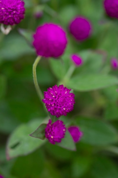 Bunte natürliche Gartenblumen