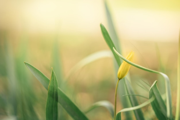 Bunte natürliche Wildtulpe Schneeglöckchen Blumen Panoramablick auf die Landschaft an sonnigen Tagen Schöne Natur zarte weiße Blumen Feld Blühende Frühlingswiese des Lichts im Freien Sonne Selektiver Fokus