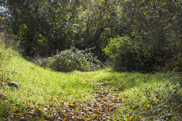 Bunte Natur-Herbst-Schönheit