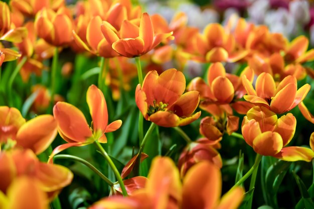 Bunte orange Tulpen im Garten.