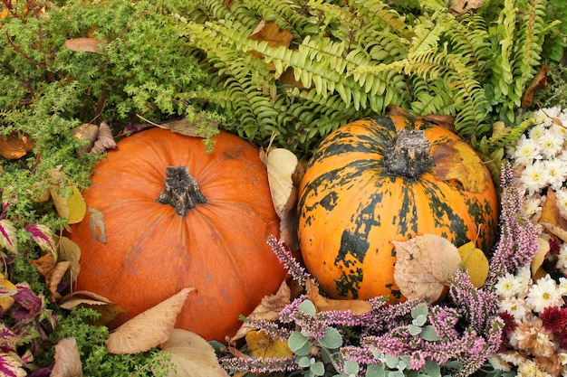 Bunte organische Kürbisse und Kürbisse auf der Landwirtschaftsmesse Ernten des Herbstzeitkonzepts Garten f