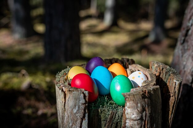 Bunte Ostereier in einem Moos- und Waldwaldhintergrund hautnah Fröhliche Osterfeiertagsjagd