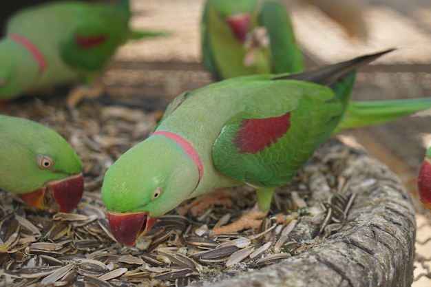 Bunte Papageien im Park