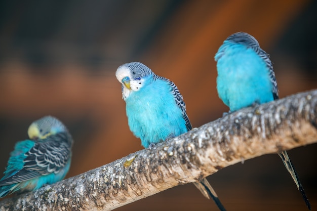 Bunte Papageien in einem Käfig in einem Zoo.