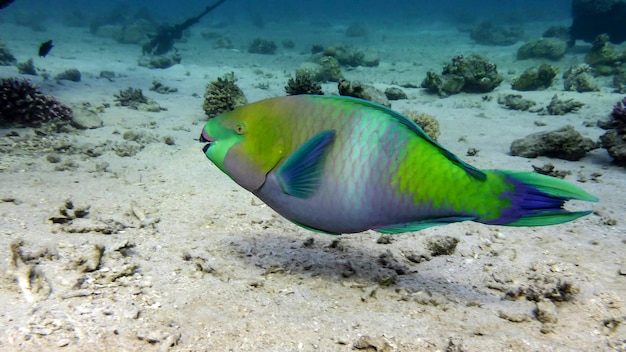 Bunte Papageienfische im Roten Meer, Eilat, Israel