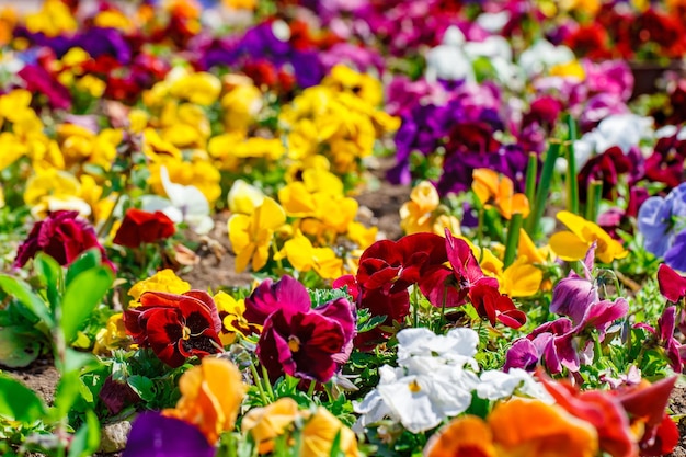 Bunte Petunienblüten wachsen im selektiven Fokus des Blumenbeets