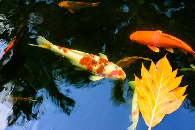 Bunte Phantasiekarpfen oder Koi-Fische schwimmen. Koi Fische schwimmen im Teich.