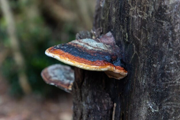 Bunte Polypore wächst auf einer Buche