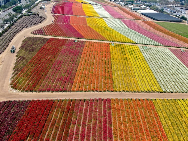 Bunte Riesen Ranunculus Blumenfeld während der jährlichen Blüte, die von März bis Mitte Mai dauert