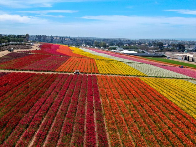 Bunte Riesen Ranunculus Blumenfeld während der jährlichen Blüte, die von März bis Mitte Mai dauert